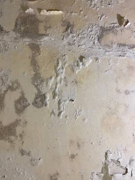 Best Mold Testing and Inspection Services in Clinton, IA