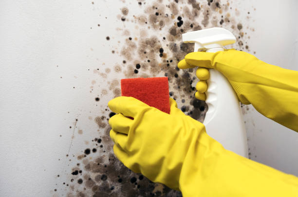 Best Localized Mold Remediation (e.g., coastal areas, humid climates) in Clinton, IA